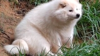 Alasan membiarkan Samoyed berperan sebagai rubah putih