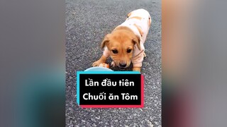 Ăn Tôm ở Hải Phòng...cunyeucuadua chó chócon chókhôn chócute