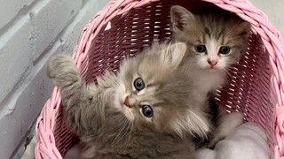 เรากลัวทุกอย่าง - ลูกแมวรู้จักบ้านของเรา