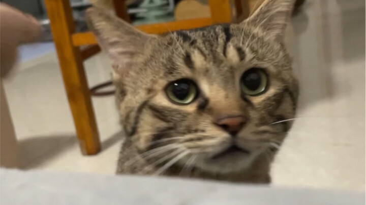 How much harm does it do to kittens who want to get into bed if humans sleep too hard?
