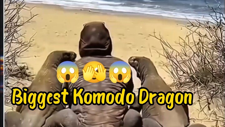 The Biggest Komodo Gagon 😱😱