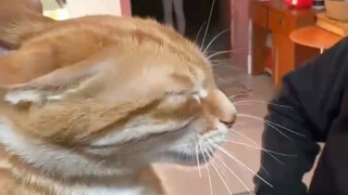 Ông chủ của anh, anh đã ăn trộm gà của tôi.