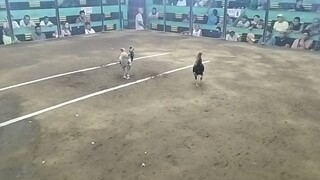 8-10 ang laki pero di nag pa baya c bulik 2x winner, palahi n muna kita..