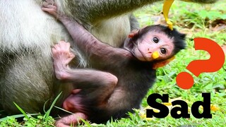 SAD..SAD..NEWBORN​ MONKEY​ JINX​​ LESS CATCHING HER MOM,PITY BABY NEAR MILK BUT JINX SAD COS NO MILK