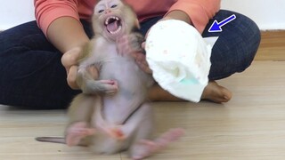 Oh My God!! Tiny Monkey Maki Crying Loudly Very Angry Mom Change New Diaper For Him