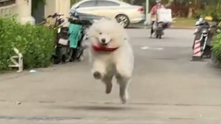 Yeye yang imut berlari ceria mendekatimu!