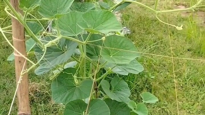 পুরো ক্ষেত নয়, শুধু গাছের গোড়ায় মালচিং পেপার/Mulching at the base of the tree #agriculture