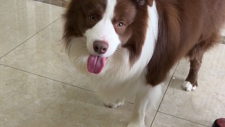 Dog: He’s giving me way too much...
