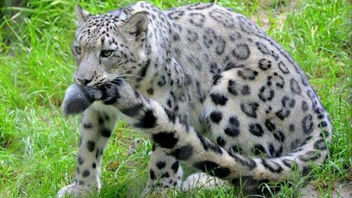"This thing is so tempting, I can't help it!"