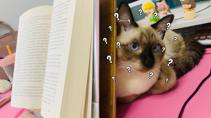 بصراحة، ملمس كرات الفرو رهيب جدًا!