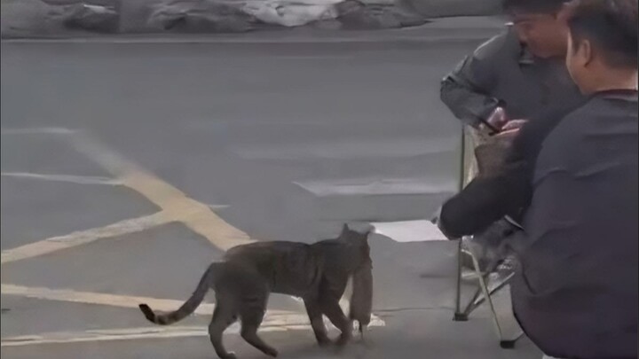 Kucing: Baru saja ditangkap, beratnya 1 jin 3 liang, tinggi sekali