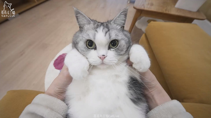 Kumpulan video pandangan pertama menikmati kucing~ Ibu, dia menciumku!!