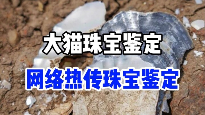 المحار: "يا لك من وقح! لقد فتحت عيني للتو..."