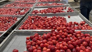 Teman-teman babi, sudah makan prem kering nih