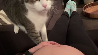 The cat realized that its owner was pregnant: Is that my little poop scooper?