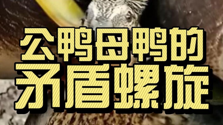 What’s the deal with the conflict spiral between male and female ducks?