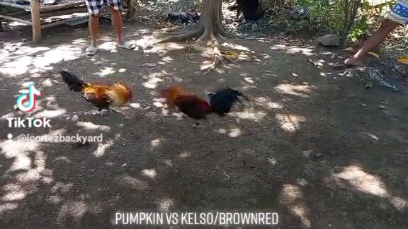 Pumpkin vs Kelso cross
