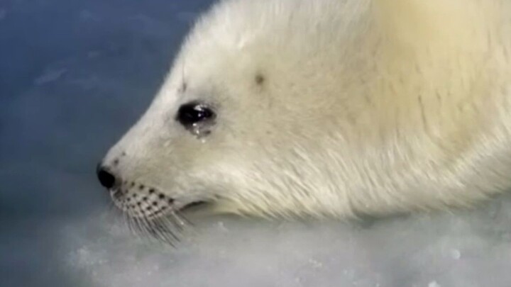 Little seal! Crying! %>_<%