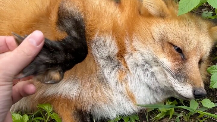 Rubah: Benci paman yang nggak punya batas!