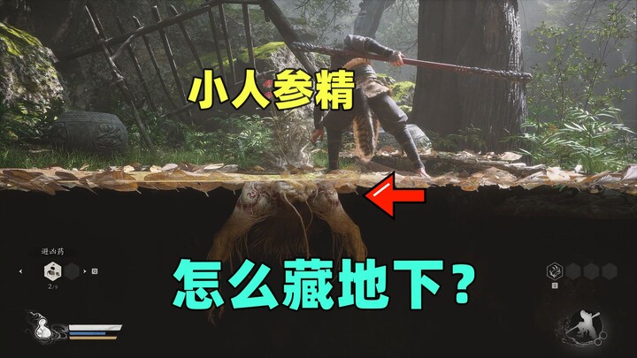 The little ginseng spirit hidden underneath, its true form is only revealed when you touch it