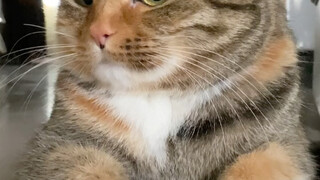 Looks like I just have to get this dog!