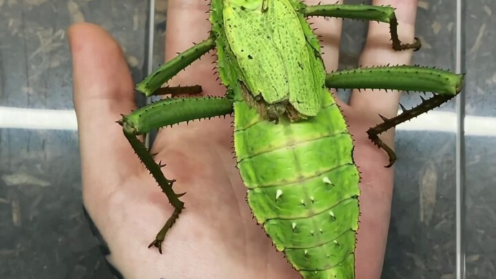 Insects explode in your hand at lightning speed!