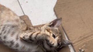 The female cat was a stray cat. She gave birth in the boss's shop. The boss took care of her during 