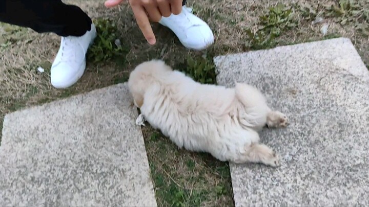 ลูกหมาเพิ่งเกิดที่โรงอาหารโรงเรียน โตได้แค่สิบกว่าวันก็อ้วนกลมแล้ว น่ารักสุดๆ!