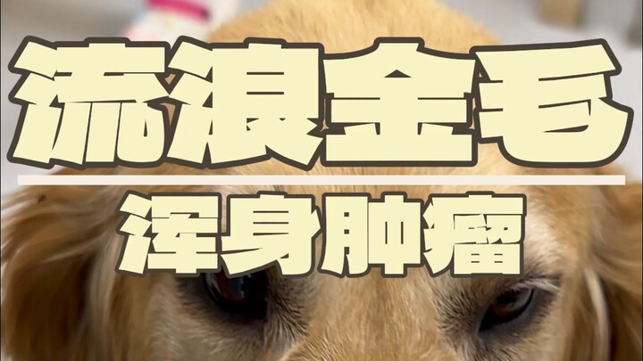 Seberapa menyedihkah seekor anjing yang sangat beruntung?