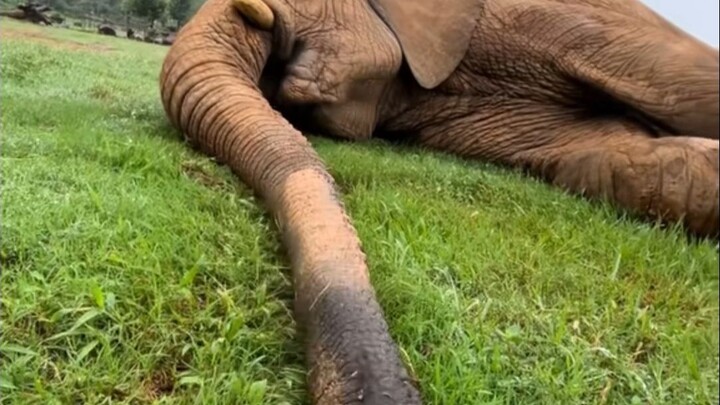 Membahas betapa serunya belalai gajah…