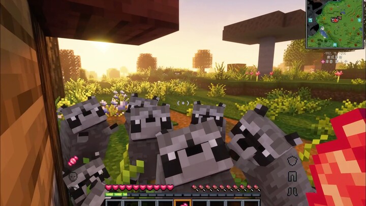 الراكون الصغير: لن أعطي الحلوى إلا إذا قمت بالمشاكسة! لطيف