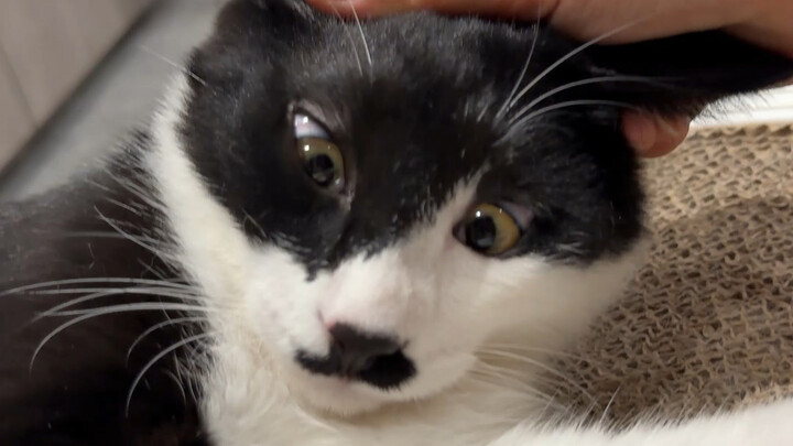 I've noticed lately that it keeps staring at the TV. Should I just sell the TV first?