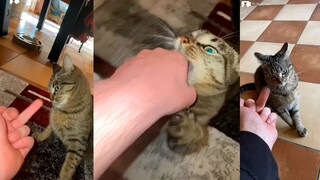 Mèo: Bạn đã xúc phạm tôi rồi 😼