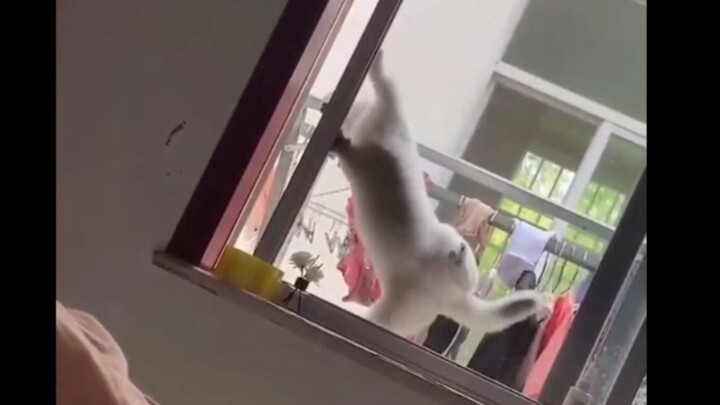 It’s a dairy cow cat? Then it’s all good!