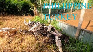 PHILIPPINE TURKEY (44 HEADS NA PABO)PATULOY ANG PAGDAMI NG ATING MGA ALaga