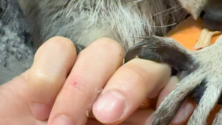 哪来的巨型野猪#小浣熊