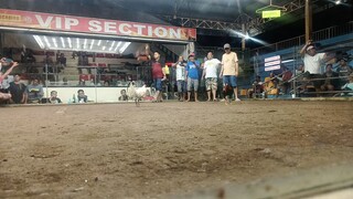 1st fight win @ camalig       3 cock ulotan