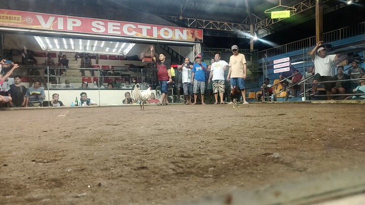 1st fight win @ camalig       3 cock ulotan