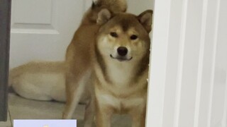 ลูกชายที่ดีของฉัน (โอเอซิสแห่งวัฒนธรรม)