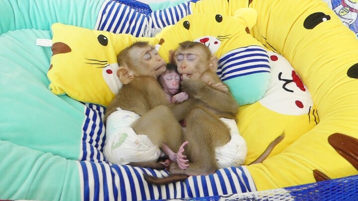 Three Baby Monkey | Cute Small Tiny Baby Jessie Hug Brother Maki & Maku  Sleep Very Well On Hammock