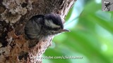 Part 4: Cute inquisitive Baby SUNDA PYGMY WOODPECKER