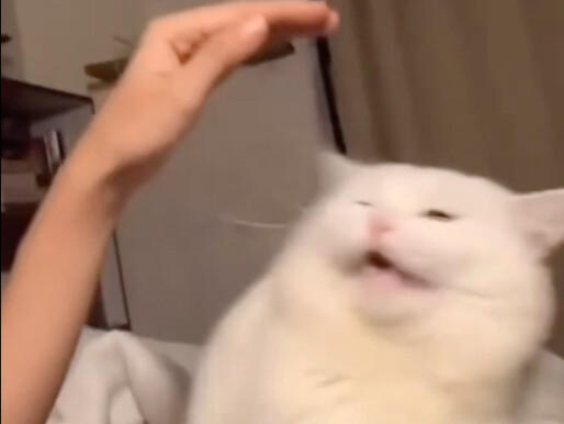 Cat: Retracted a petting.