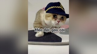 Thèmmmm được iu thương ghê :))) mèo cute cat