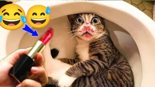 new funny animals cats and dogs videos 😂🐕😹