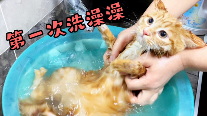 猫生第一次洗澡，大腕：先喝个水饱再说