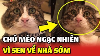 Bé mèo "NGẠC NHIÊN" vì con Sen đi chơi về sớm nên có THÁI ĐỘ LÒI LÕM😂 | Yêu Lu