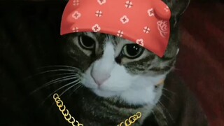 my cat so cool