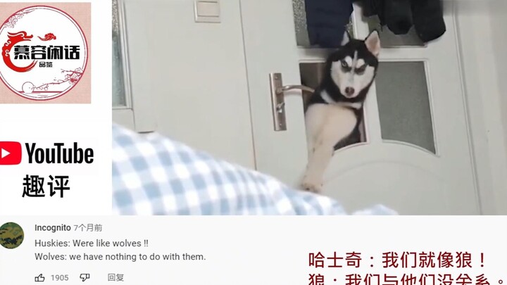Cư dân mạng YouTube xem những khoảnh khắc hài hước của chú husky trên Douyin Trung Quốc: Tôi cười đế