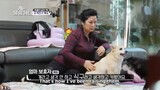 Dogs are Incredible Ep 12