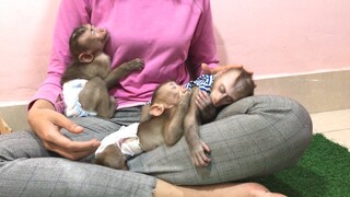 Three sleepy monkeys